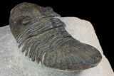 Trilobite (Paralejurus spatuliformis?) Fossil - Morocco #137563-4